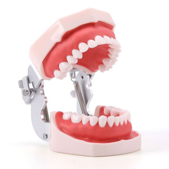 Picture of Orthodontic Teeth Model