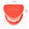 Picture of Tooth Model