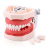 Picture of Training Teeth Model With Removable Screw Teeth