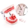 Picture of Training Teeth Model With Removable Screw Teeth